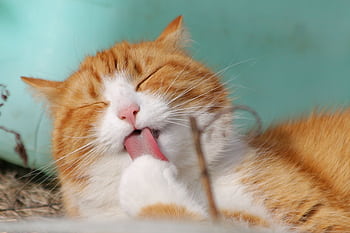Close-up of a ginger tabby cat grooming itself outdoors in soft sunlight. HD wallpaper