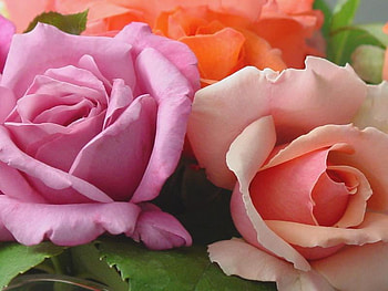 roses, pink, nature, flowers, orange HD wallpaper