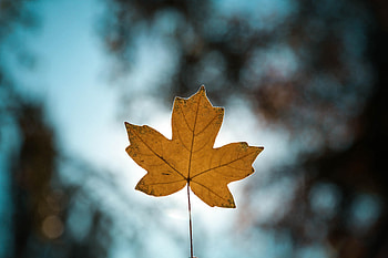 Autumn, Macro, Blur, Smooth, Close-Up, Sheet, Leaf, Maple HD wallpaper