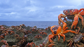 Beach crab , Coastal charm, Seaside vibes, Nature's beauty HD wallpaper