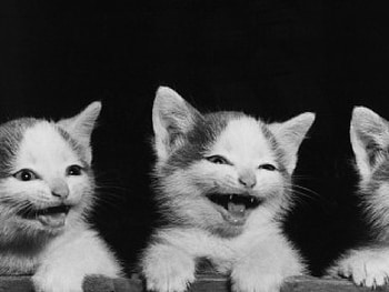 Smile cats, kitten, kitty, cats, cute, sleeping, beauty, animals, hat, sweet, smile, cat, beautiful, paws, cat face, pretty, face, lovely HD wallpaper