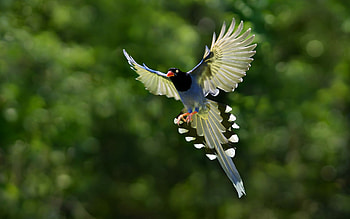 Taiwan blue magpie, Birds HD wallpaper