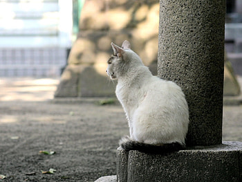 Animals, Sit, Cat, Sadness, Street, Sorrow HD wallpaper
