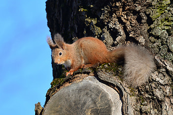 Animals, Squirrel, Wood, Tree, Wildlife, Animal, Bark HD wallpaper