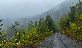 Nature, Trees, Road, Forest, Fog HD wallpaper