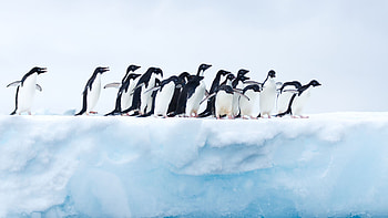 Penguins in Antarctica, Breathtaking 1440p, Arctic wonders, and HD wallpaper