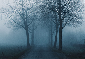 Nature, Trees, Road, Fog, Haze HD wallpaper