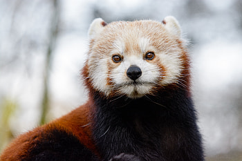 Animals, Brown, Sight, Opinion, Animal, Wild, Little Panda, Small Panda HD wallpaper
