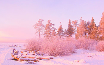 Roadside pink trees HD wallpaper
