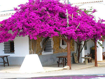 just violet, purple, violet, house, street, flowers HD wallpaper
