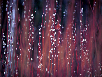 Plants, Background HD wallpaper