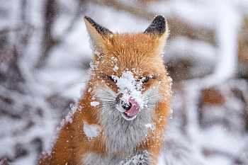 Snow-Kissed Red Fox — Ultra, red fox, Animal, fox HD wallpaper