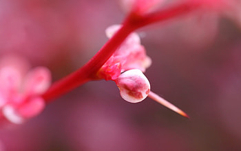 Pink, Flower, Plant, Macro, Shine, Light HD wallpaper