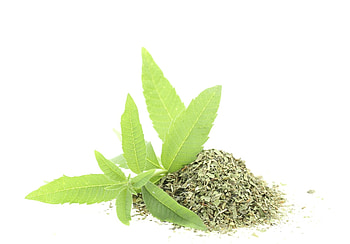 Lemon verbena recipes ideas, Lemon verbena, Culinary uses, Versatile herb HD wallpaper