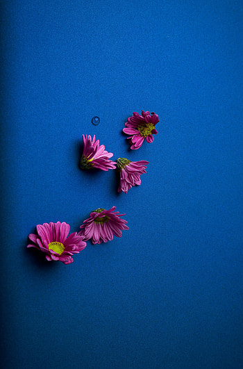 Pink daisy, flowers HD phone wallpaper