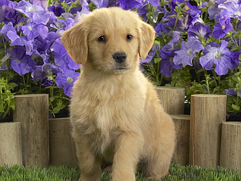 Animals, Dogs HD wallpaper