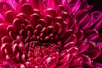 Pink, Chrysanthemum, Drops, Macro, Petals, Wet, Close-Up HD wallpaper