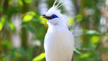 Bali myna, Birds HD wallpaper