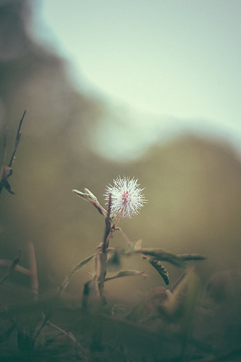 Flower, Plant, Macro, Barbed, Spiny HD phone wallpaper