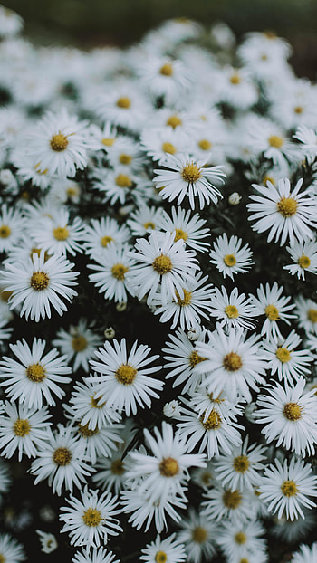White Flowers, Wildflowers HD phone wallpaper