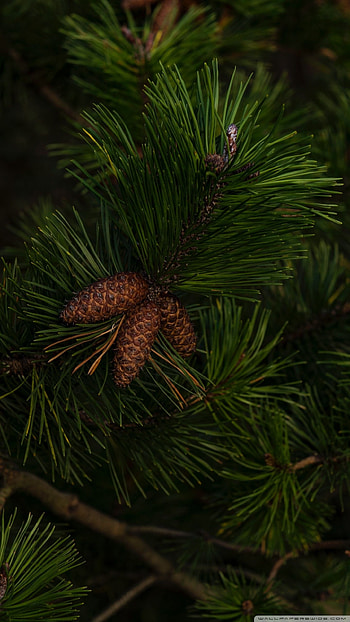 Pine tree beauty, Nature's wonder, Serene scenery HD phone wallpaper