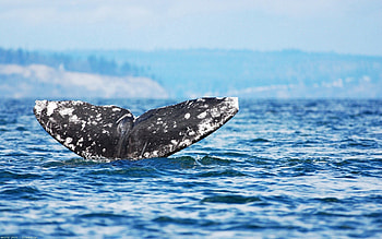 Animals, Sky, Sea, Ocean, Bounce, Jump, Whale HD wallpaper