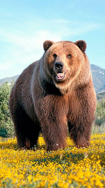 Bear for , Personalization option, Michelle Anderson, customization HD phone wallpaper