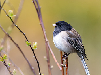 Animals, Feather, Bird, Wood, Beak, Tree HD wallpaper