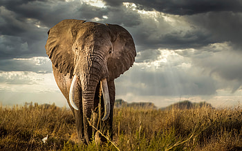 Elephant, animal, nature, field HD wallpaper