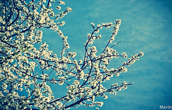 spring blossom, flowers, spring, blossom HD wallpaper