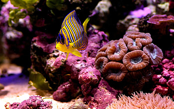 Coral , Oceanic beauty, Underwater flora, Aquatic life HD wallpaper