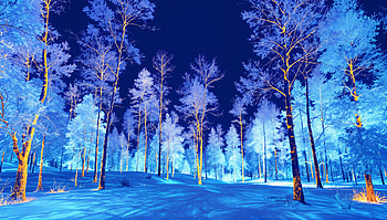 **Winter Wonderland: Ultra **, winter scene, winter, snow, forest, tree HD wallpaper