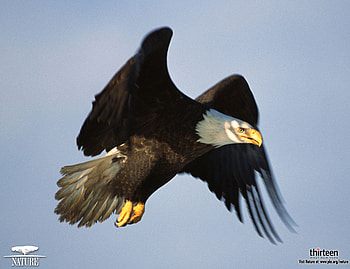 Bald Eagle In Flight, flight, bird, raptor, bald eagle HD wallpaper