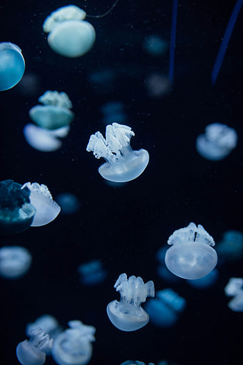 Animals, Jellyfish, Depth, Creatures, Under Water, Underwater HD phone wallpaper
