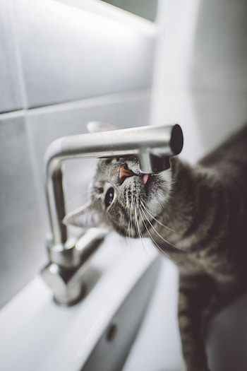 Animals, Water, Cat, Language, Tongue HD phone wallpaper