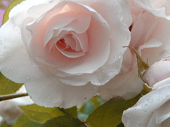 Pale pink rose, pink, pretty, roses, pale, nature, flowers HD wallpaper