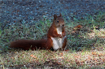 Cool Squirrel, cool, beautiful, , squirrel HD wallpaper