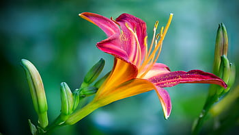 A stunning close-up of a vibrant daylily in bloom, showcasing nature's colorful beauty. HD wallpaper