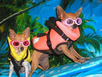Sporting Lifevests, body board, goggles, life vest HD wallpaper
