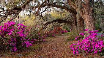 Forest path, Flowers, Forest, Trees, Walk HD wallpaper