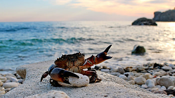 The brown crab, Crabs HD wallpaper