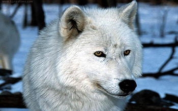 A White fang wolf, White, Wolfs, Fang, Cute HD wallpaper