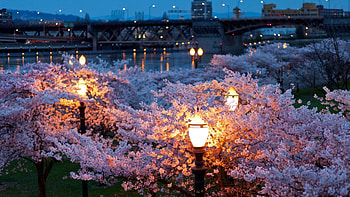 Springtime Evening, trees, lanterns, park, blossoms HD wallpaper