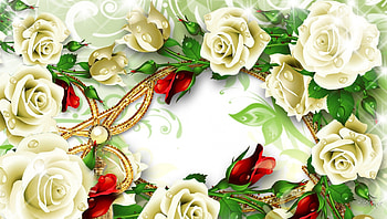 Dew on White Roses, summer, red rosebuds, white roses, flowers, romantic, dew, fresh, gold HD wallpaper