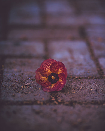Flower, Macro, Close-Up, Fallen, Violet Wittrock, Violet Of The Vittronic HD phone wallpaper