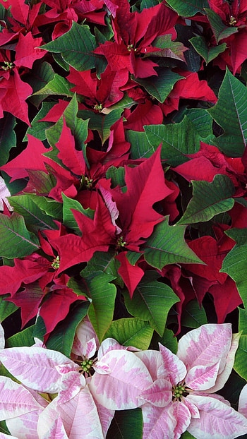 Poinsettia beauty, Holiday , Vibrant red flowers, Seasonal celebrations HD phone wallpaper