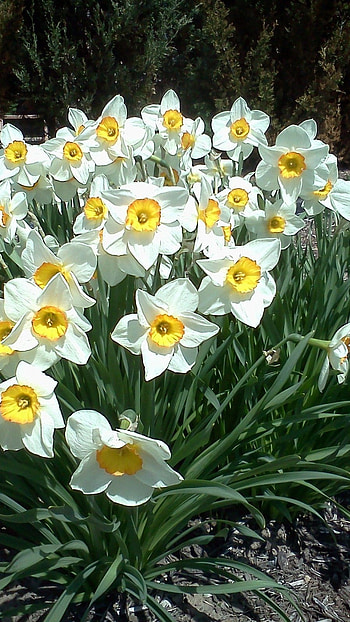 Daffodil, White Flower HD phone wallpaper