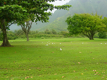 Green Nature !!!, plant, nature, field, tree HD wallpaper