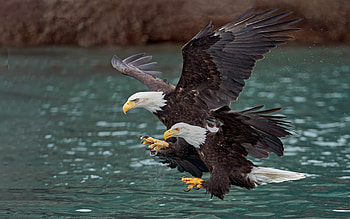 bald eagles, symbol of the USA, North America, USA, birds of prey, wildlife, eagle, bald eagle HD wallpaper