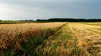 Nature, Field, Ukraine, Agriculture HD wallpaper